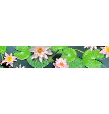 Кухонный фартук Цветы №13 Кувшинки